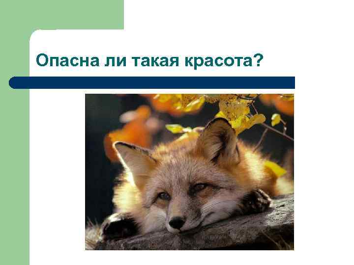 Опасна ли такая красота? 