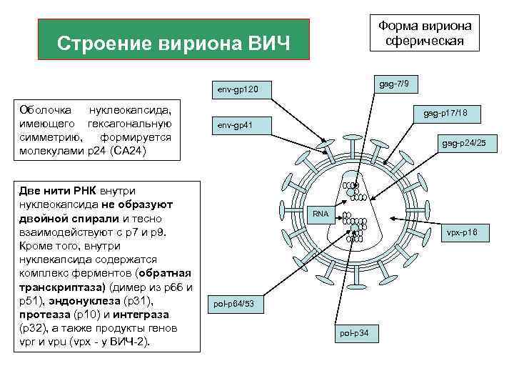 Вирион томск