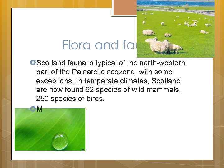 Flora and fauna Scotland fauna is typical of the north-western part of the Palearctic