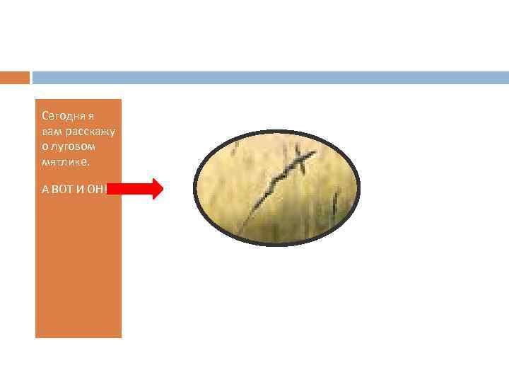 Сегодня я вам расскажу о луговом мятлике. А ВОТ И ОН! 