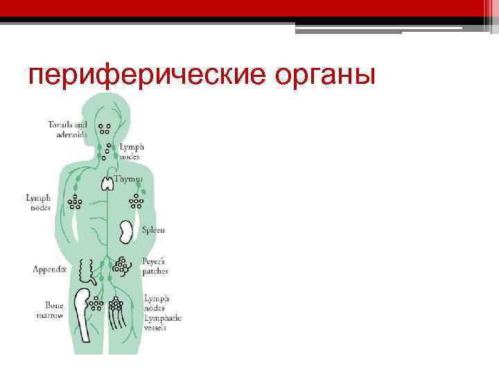 периферические органы 