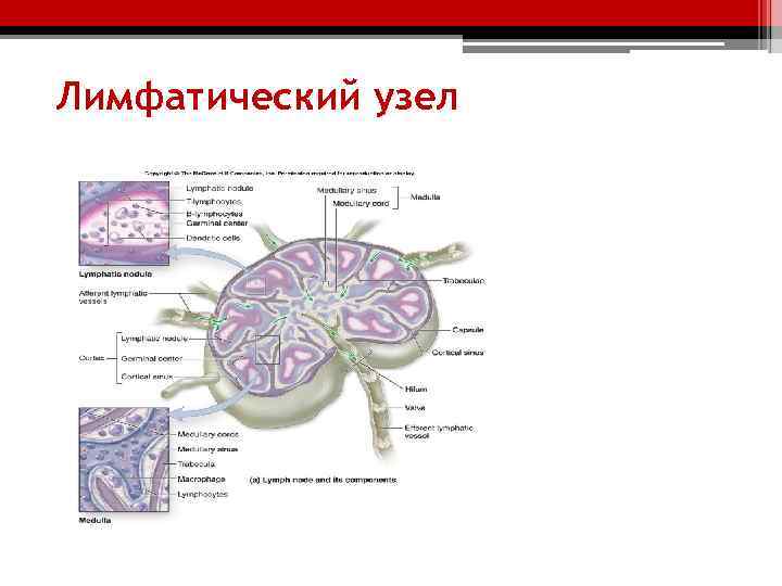 Лимфатический узел 