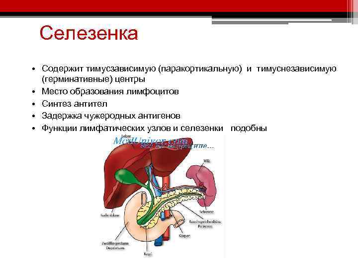 Селезенка • Содержит тимусзависимую (паракортикальную) и тимуснезависимую (герминативные) центры • Место образования лимфоцитов •