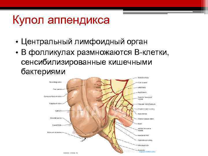 Купол аппендикса • Центральный лимфоидный орган • В фолликулах размножаются В-клетки, сенсибилизированные кишечными бактериями