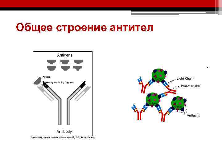 Общее строение антител 