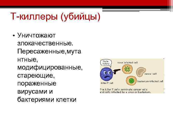 Т-киллеры (убийцы) • Уничтожают злокачественные. Пересаженные, мута нтные, модифицированные, стареющие, пораженные вирусами и бактериями