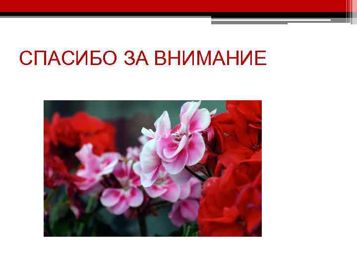 СПАСИБО ЗА ВНИМАНИЕ 