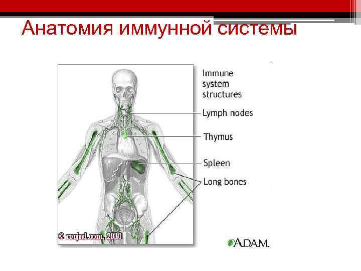 Анатомия иммунной системы 