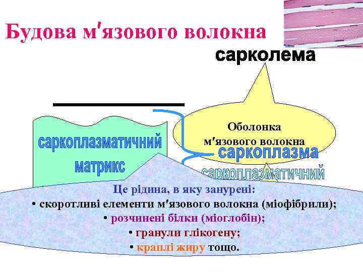 Будова м′язового волокна Оболонка м′язового волокна Це рідина, в яку занурені: • скоротливі елементи