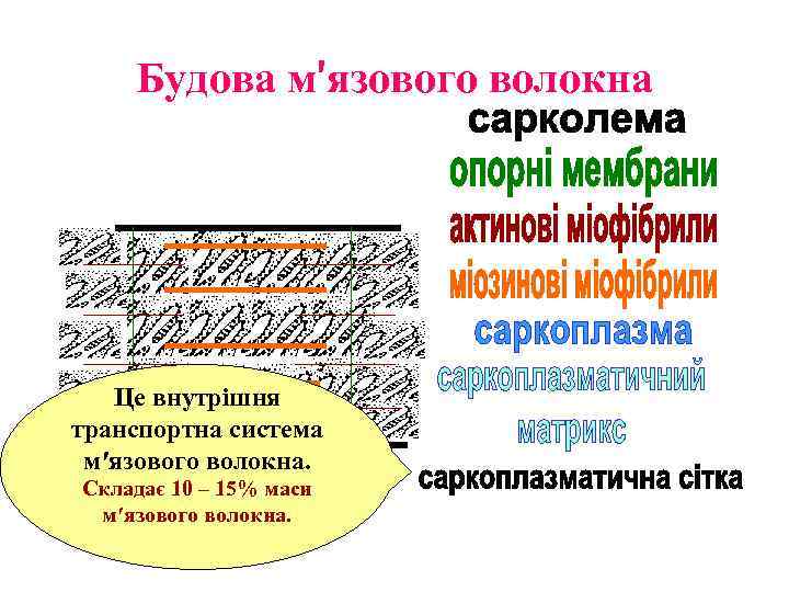 Будова м′язового волокна Це внутрішня транспортна система м′язового волокна. Складає 10 – 15% маси