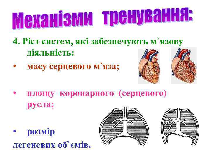 4. Ріст систем, які забезпечують м`язову діяльність: • масу серцевого м`яза; • площу коронарного