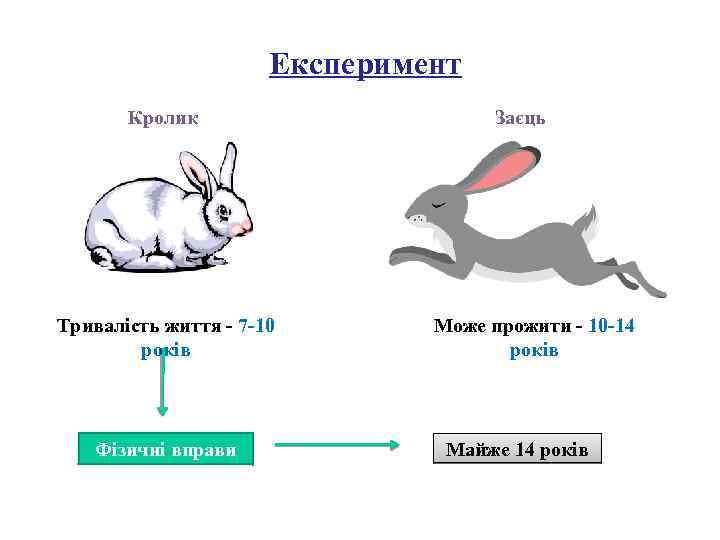 Експеримент Кролик Тривалість життя - 7 -10 років Фізичні вправи Заєць Може прожити -