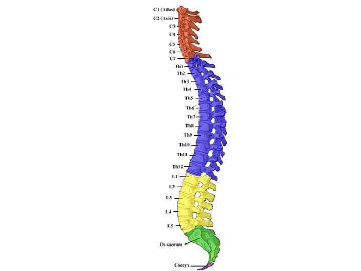 Верную последовательность расположения отделов позвоночника