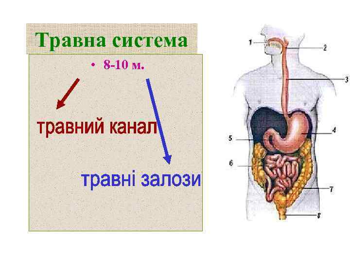 Травна система • 8 -10 м. 