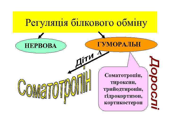  Регуляція білкового обміну НЕРВОВА ГУМОРАЛЬН А Соматотропін, тироксин, трийодтиронін, гідрокортизон, кортикостерон 