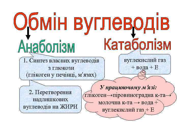 1. Синтез власних вуглеводів з глюкози (глікоген у печінці, м′язах) вуглекислий газ + вода