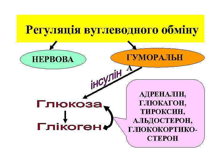  Регуляція вуглеводного обміну НЕРВОВА ГУМОРАЛЬН А АДРЕНАЛІН, ГЛЮКАГОН, ТИРОКСИН, АЛЬДОСТЕРОН, ГЛЮКОКОРТИКОСТЕРОН 