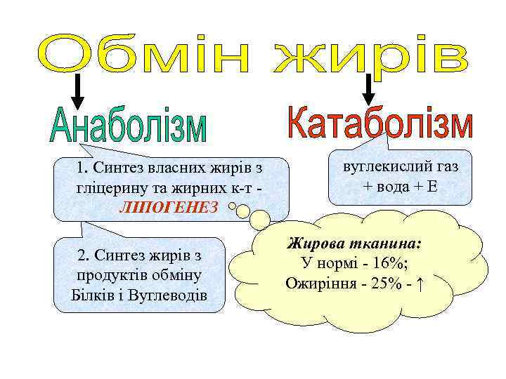 1. Синтез власних жирів з гліцерину та жирних к-т - ЛІПОГЕНЕЗ 2. Синтез жирів