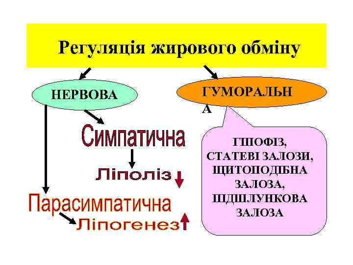  Регуляція жирового обміну НЕРВОВА ГУМОРАЛЬН А ГІПОФІЗ, СТАТЕВІ ЗАЛОЗИ, ЩИТОПОДІБНА ЗАЛОЗА, ПІДШЛУНКОВА ЗАЛОЗА