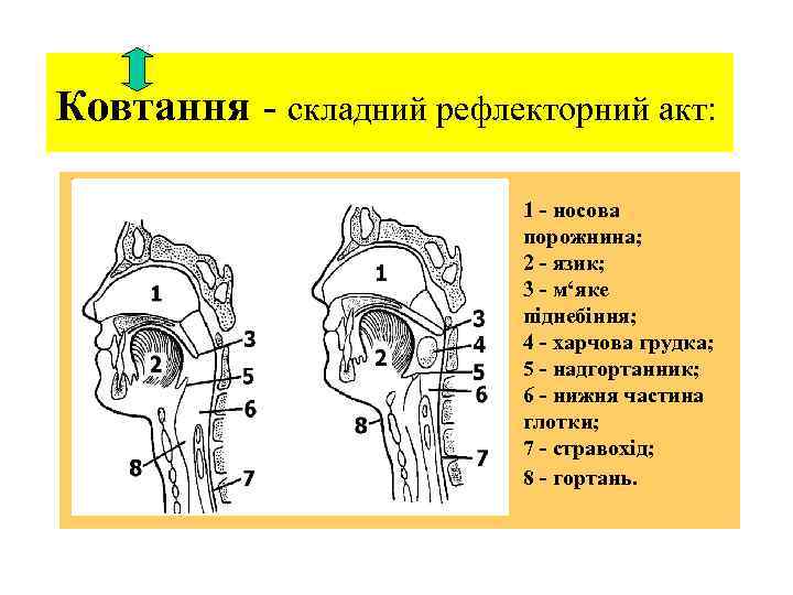 Ковтання - складний рефлекторний акт: 1 - носова порожнина; 2 - язик; 3 -