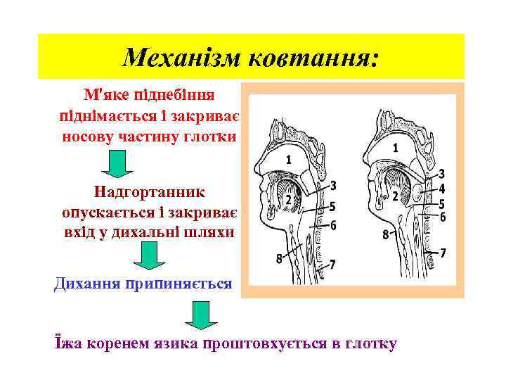 Механізм ковтання: М′яке піднебіння піднімається і закриває носову частину глотки Надгортанник опускається і закриває