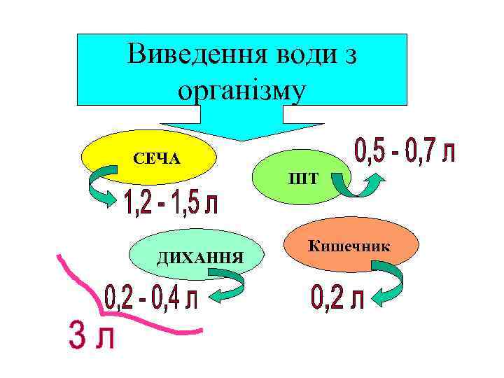 Виведення води з організму СЕЧА ПІТ ДИХАННЯ Кишечник 