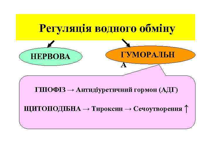  Регуляція водного обміну НЕРВОВА ГУМОРАЛЬН А ГІПОФІЗ → Антидіуретичний гормон (АДГ) ЩИТОПОДІБНА →