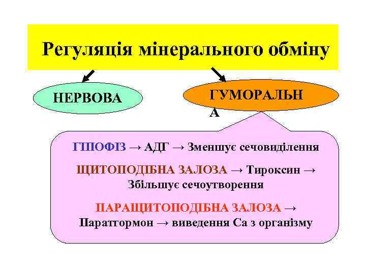  Регуляція мінерального обміну НЕРВОВА ГУМОРАЛЬН А ГІПОФІЗ → АДГ → Зменшує сечовиділення ЩИТОПОДІБНА