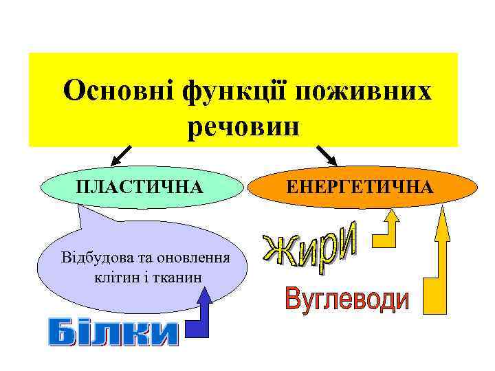  Основні функції поживних речовин ПЛАСТИЧНА Відбудова та оновлення клітин і тканин ЕНЕРГЕТИЧНА 