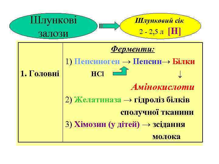 Шлункові залози Шлунковий сік 2 - 2, 5 л [Н] Ферменти: 1) Пепсиноген →