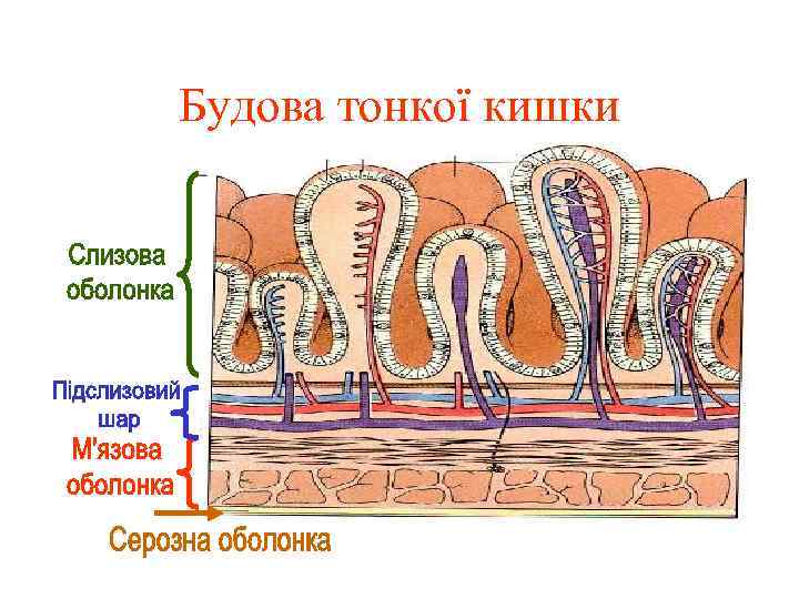 Будова тонкої кишки 