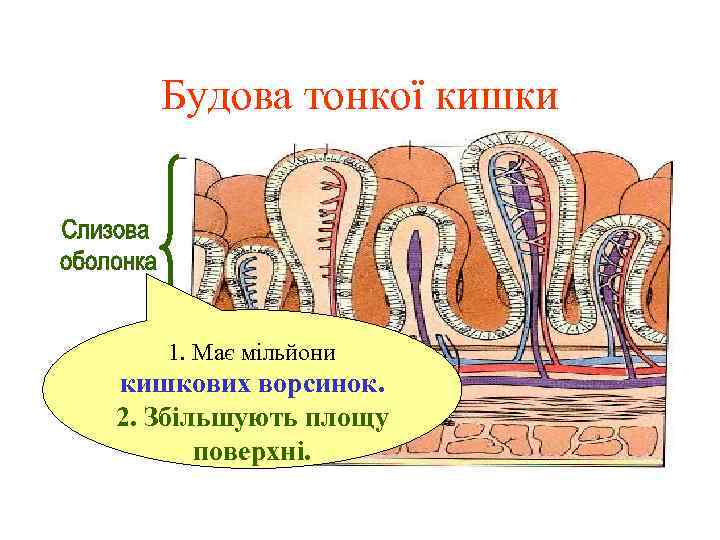 Будова тонкої кишки 1. Має мільйони кишкових ворсинок. 2. Збільшують площу поверхні. 