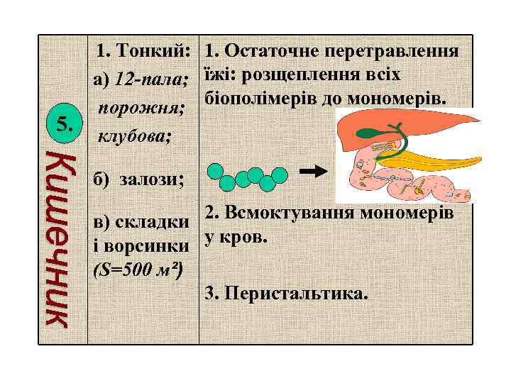 5. 1. Тонкий: 1. Остаточне перетравлення а) 12 -пала; їжі: розщеплення всіх біополімерів до