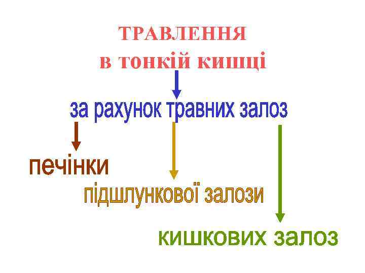 ТРАВЛЕННЯ в тонкій кишці 