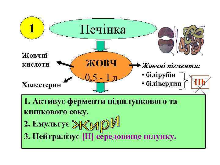 1 Жовчні кислоти Холестерин Печінка ЖОВЧ 0, 5 - 1 л Жовчні пігменти: •