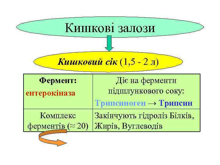 Кишкові залози Кишковий сік (1, 5 - 2 л) Фермент: ентерокіназа Діє на ферменти