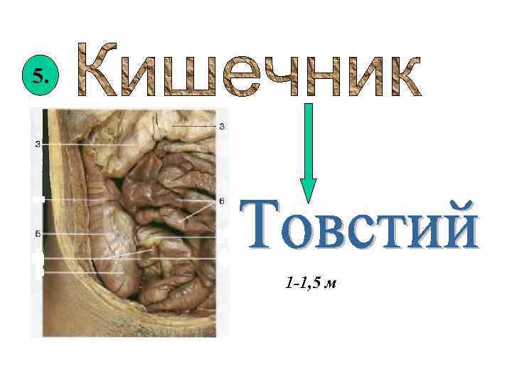 5. 1 -1, 5 м 