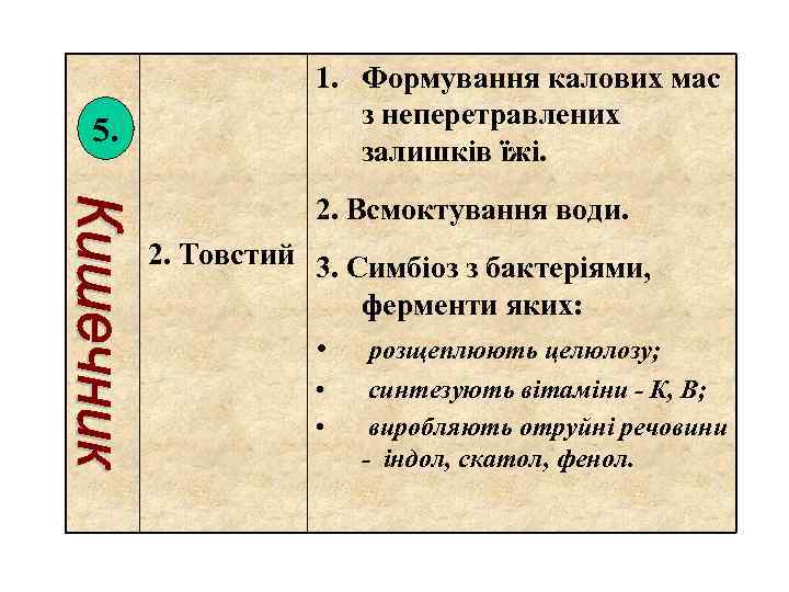 5. 1. Формування калових мас з неперетравлених залишків їжі. 2. Всмоктування води. 2. Товстий