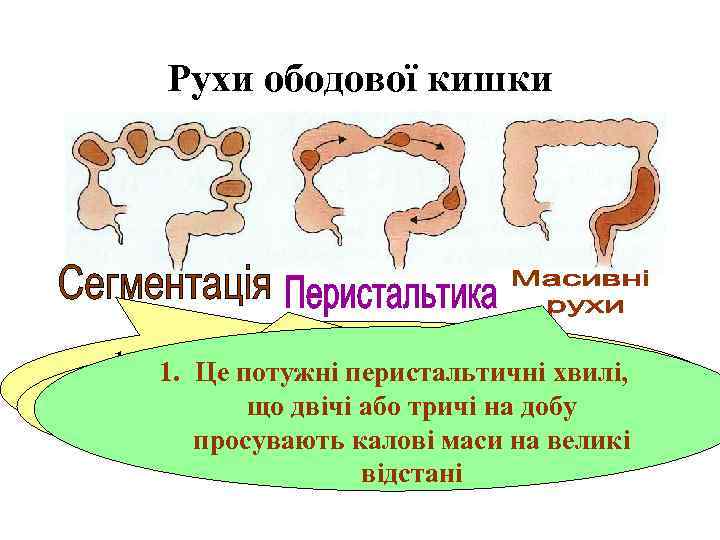 Рухи ободової кишки 1. Кільцеподібні скорочення, що виникають 1. Це потужні перистальтичні хвилі, 1.