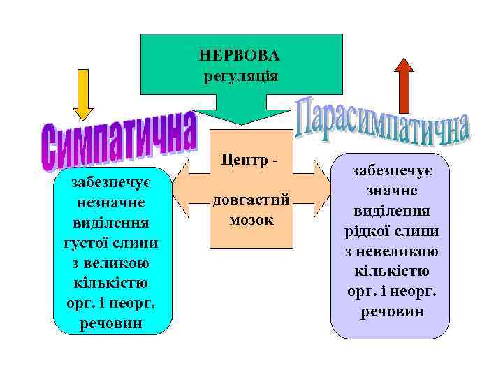 НЕРВОВА регуляція Центр - забезпечує незначне виділення густої слини з великою кількістю орг. і