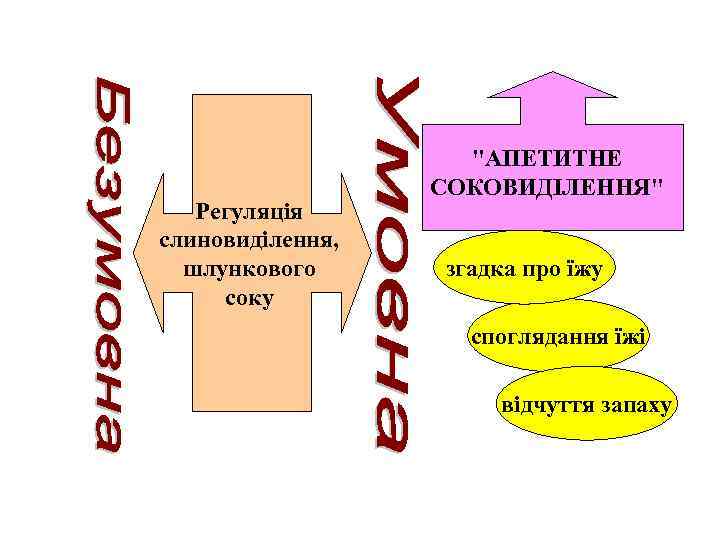 Регуляція слиновиділення, шлункового соку "АПЕТИТНЕ СОКОВИДІЛЕННЯ" згадка про їжу споглядання їжі відчуття запаху 