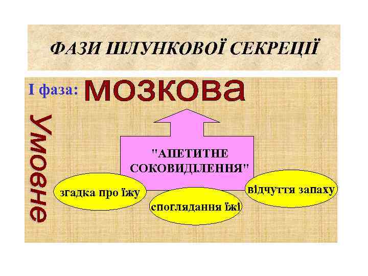 ФАЗИ ШЛУНКОВОЇ СЕКРЕЦІЇ І фаза: "АПЕТИТНЕ СОКОВИДІЛЕННЯ" відчуття запаху згадка про їжу споглядання їжі