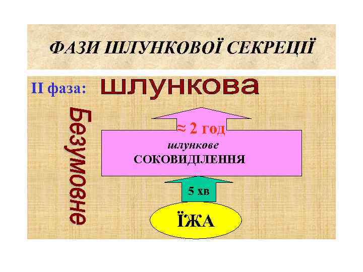 ФАЗИ ШЛУНКОВОЇ СЕКРЕЦІЇ ІІ фаза: ≈ 2 год шлункове СОКОВИДІЛЕННЯ 5 хв ЇЖА 