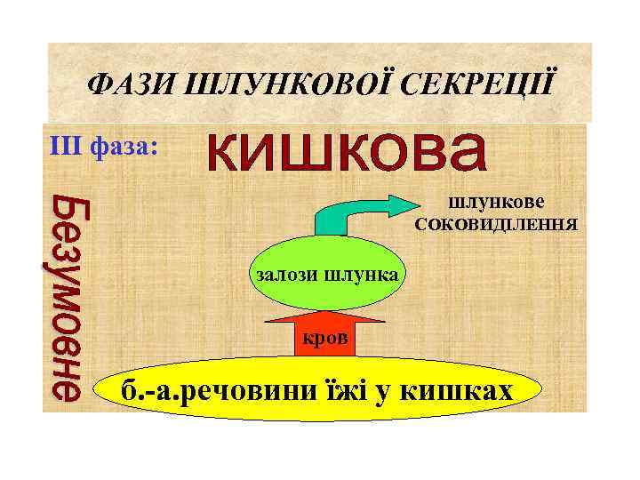 ФАЗИ ШЛУНКОВОЇ СЕКРЕЦІЇ ІІІ фаза: шлункове СОКОВИДІЛЕННЯ залози шлунка кров б. -а. речовини їжі