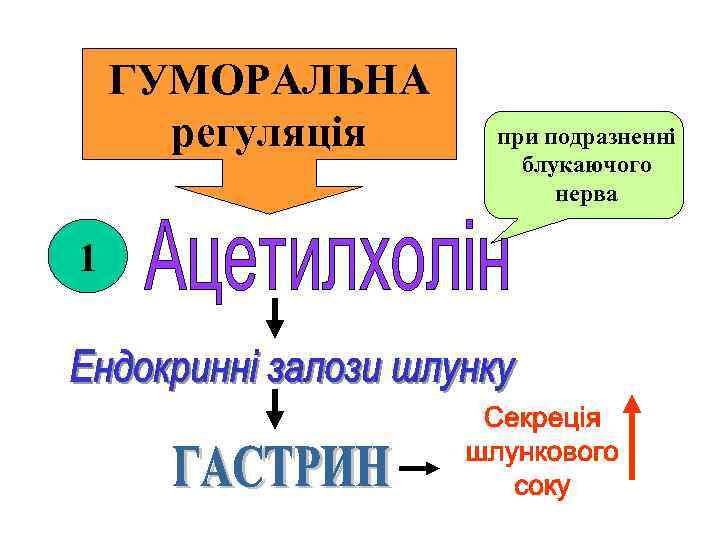 ГУМОРАЛЬНА регуляція 1 при подразненні блукаючого нерва 