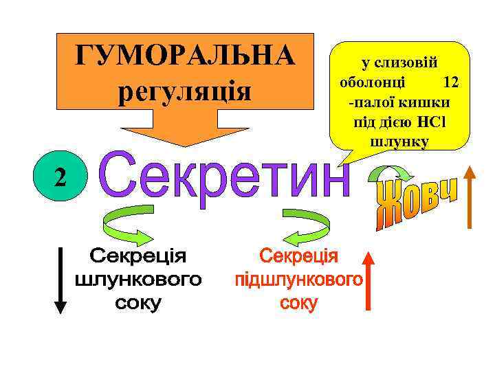 ГУМОРАЛЬНА регуляція 2 у слизовій оболонці 12 -палої кишки під дією НСl шлунку 