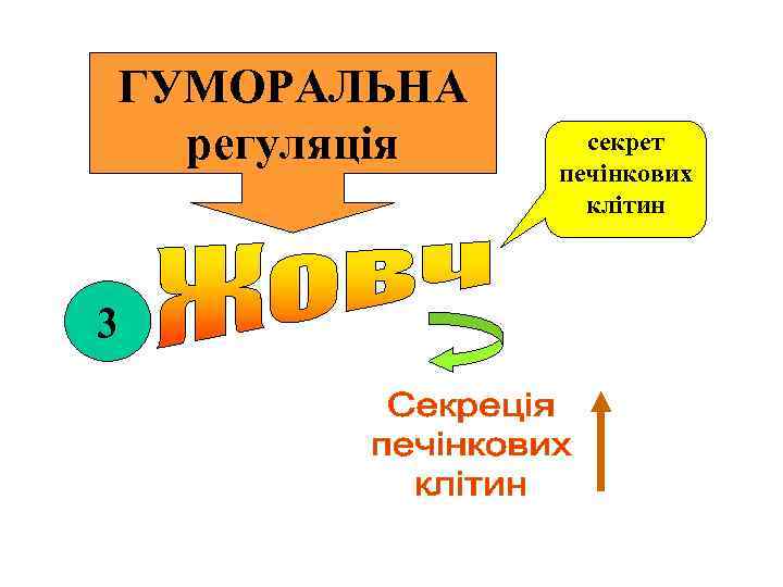 ГУМОРАЛЬНА регуляція 3 секрет печінкових клітин 