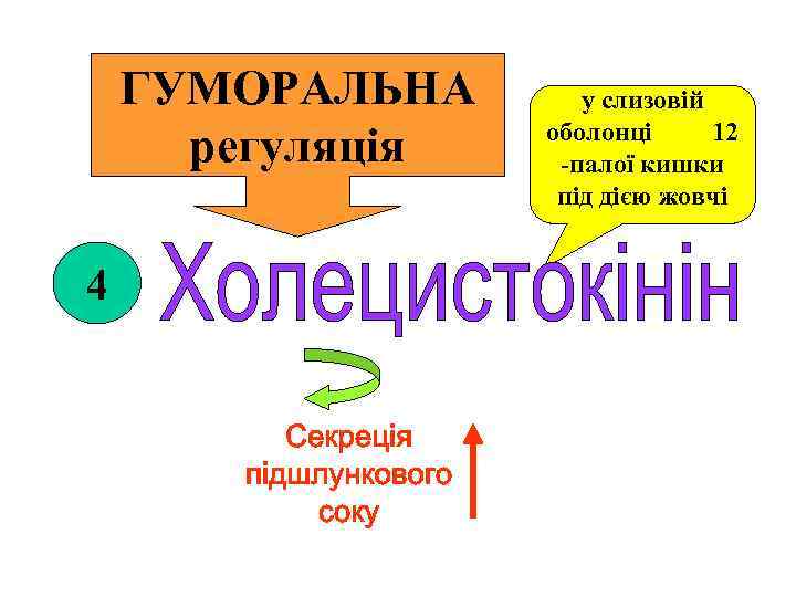 ГУМОРАЛЬНА регуляція 4 у слизовій оболонці 12 -палої кишки під дією жовчі 