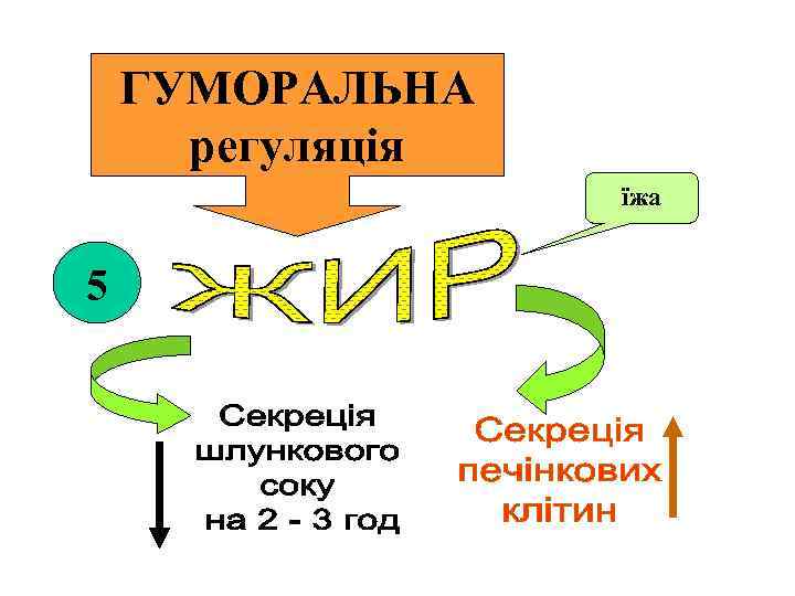 ГУМОРАЛЬНА регуляція їжа 5 