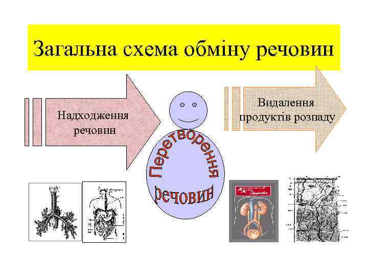 Загальна схема обміну речовин Надходження речовин Видалення продуктів розпаду 